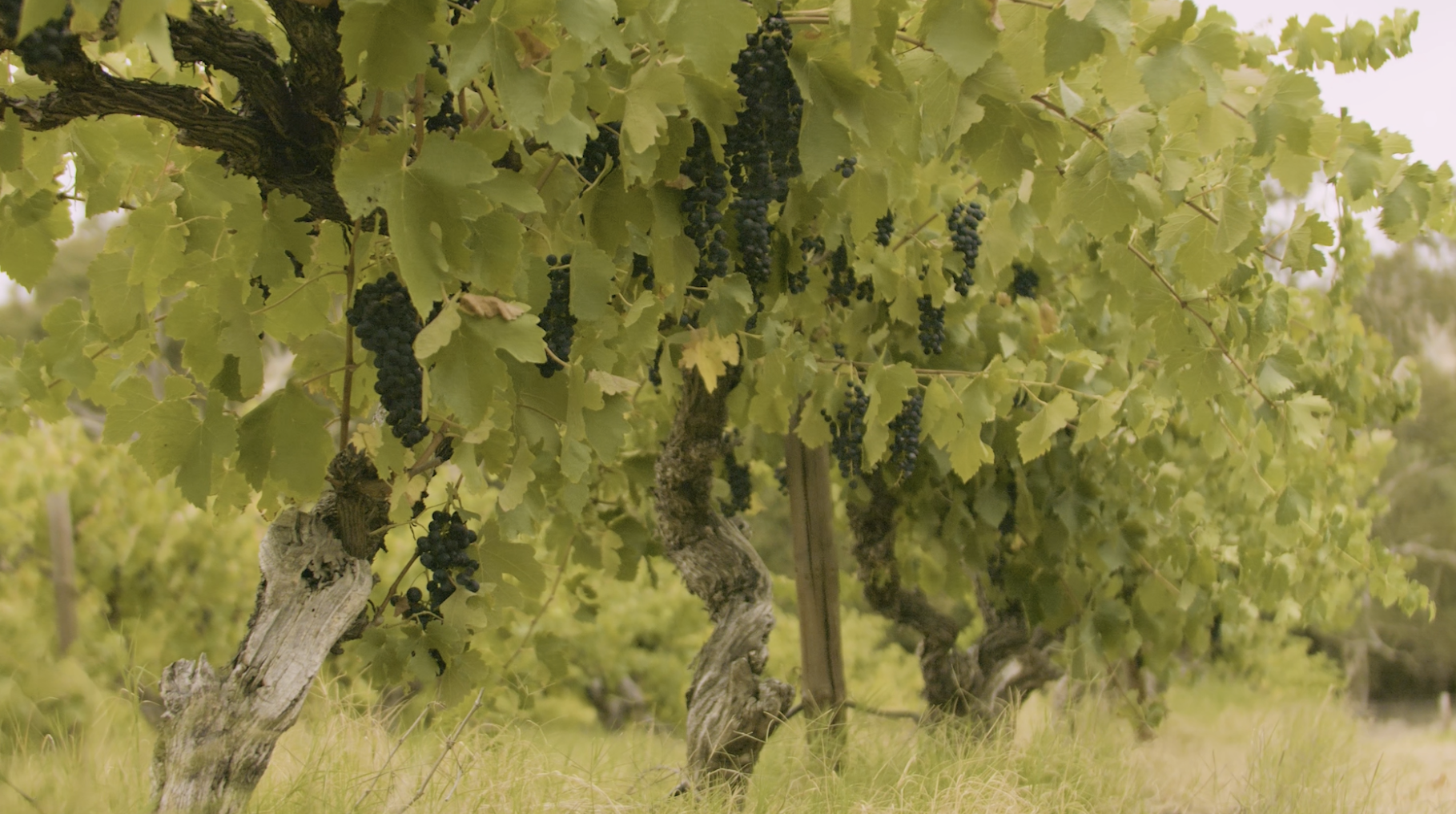 The Making of the Old Vine Barossaa Shiraz(2-8)