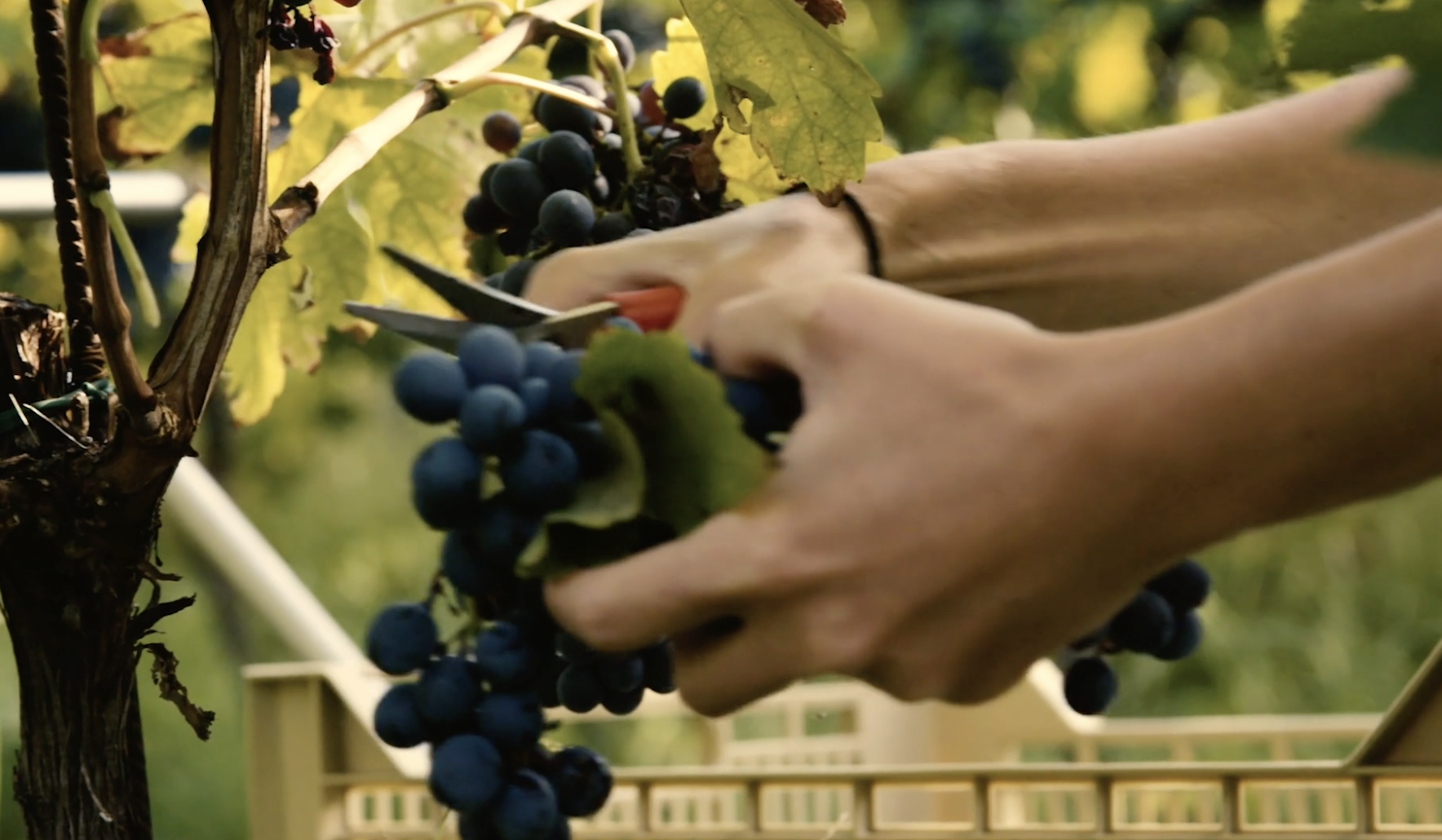 The Making of the Old Vine Barossa Shiraz(6-8)