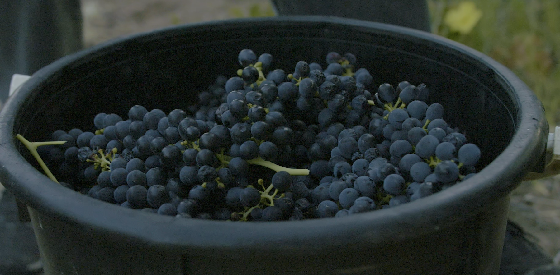 The Making of The Old Vine Barossa Shiraz(7-8)